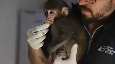 Antalya'da Uyuşturucu Operasyonu: 'Portakal' Maymun Yavrusuna Elde Edildi