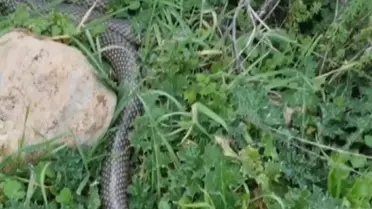 Çan'da 2 Metrelik Yılan Görüntülendi