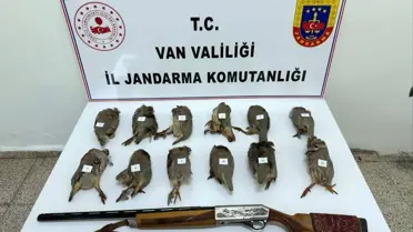 Ruhsatsız Tüfekle Keklik Avına Ceza