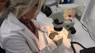 1300 Yıllık Figürlü Ekmekler Restore Edildi