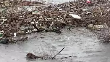 Sokak Köpeği Nehirde Hayatta Kalma Mücadelesi Verdi