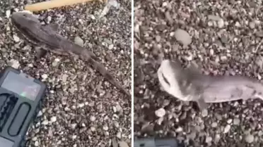 Amatör balıkçıların oltasını yavru köpek balığı takıldı