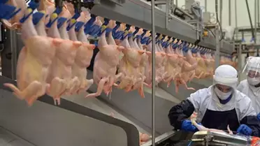 Ramazan öncesi fahiş zam bakanlığı harekete geçirdi! Tavuk ürünlerinin ihracatı durduruldu