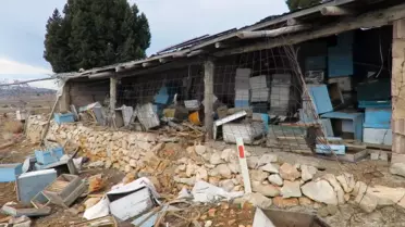 Ayı Taşkent'te Arıcılara Zarar Verdi