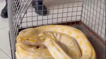 Denizli'de Yılandan Kaçak Gösteri