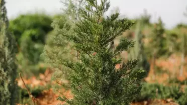 Yamanlar Dağı'ndaki Yangın Sonrası Yeniden Yeşeriyor