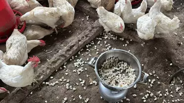 Tavukların Stresten Kurtuluşu: Mısır Patlatma Yöntemi