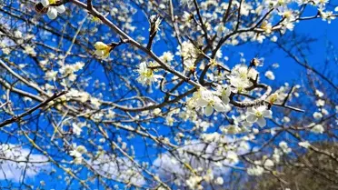 Saimbeyli'de Bahar Çiçekleri Açtı