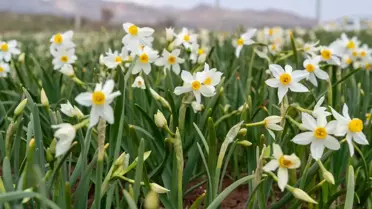 Adıyaman'da Nergis Çiçekleri Açtı