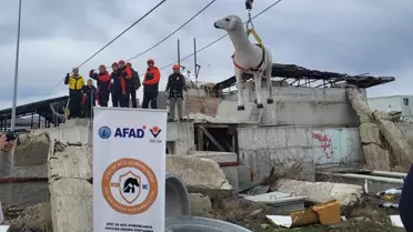 Hayvanların Acil Durumda Korunması Projesi