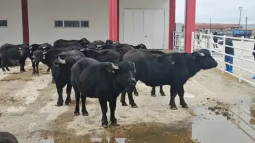 Afyon'da Damızlık Manda Dağıtımı