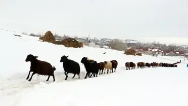 Ağrı'nın Kış Güzellikleri Fotoğrafçılara İlham Veriyor