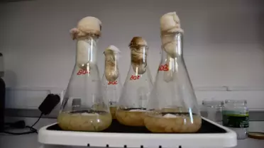 Yeni Nesil Gıda Koruyucusu Sentezlendi