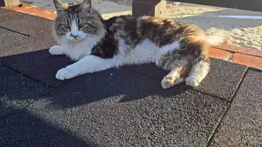 Mahsur Kedi Kurtarıldı