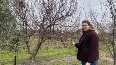 Alaşehir'de Badem Ağaçları Erken Çiçek açtı