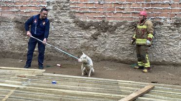 Alaşehir'de Köpek Çukurdan Kurtarıldı