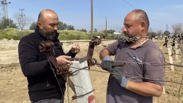 Alaşehir'de Üzüm Bağları Yeniden Canlanıyor