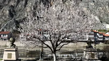 Amasya'da Bahar Şöleni