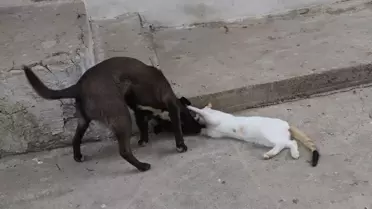 Kedi ve Köpekteki Dostluk Mesajı