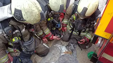 Yangında Kurtarılan Kediler Hayata Dönürüldü