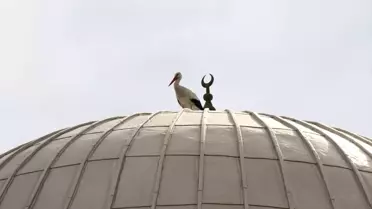 Leylek Yuvası Güvenli Alana Taşındı