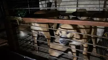 Serik'te Su Baskını: 27 Köpek Kurtarıldı