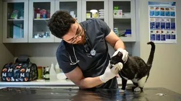 Tofi Kedisi Yeniden Yürümeye Başladı