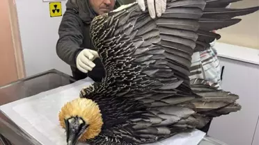 Sakallı Akbaba Doğaya Salındı