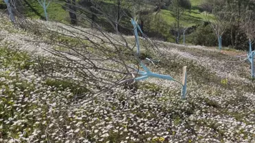 Aydın'da Ağaç Tahribi: Jandarma İnceleme Başlattı