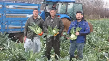 Bafra'da Karnabahar Hasadı Devam Ediyor