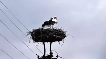 Leylekler Cuma Ovası'na Geldi
