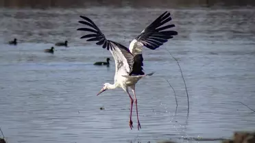 Karakaya Barajı'nda Leylekler Dönüş Yaptı