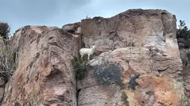 Balıkesir'de Mahsur Kalan Keçi Kurtarıldı