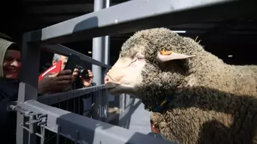 Bandırma'da Rekor Koç Satışı