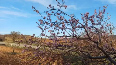 Batman'da Badem Ağaçları Çiçek Açtı