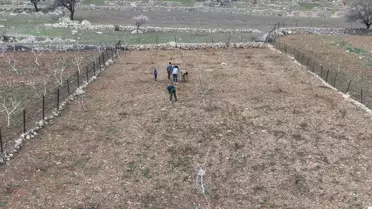 Batman'da Mezrone Üzümü Budama Çalışmaları