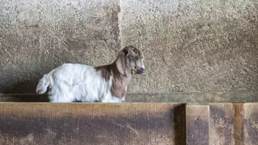 Ovacık'ta Besiciler Oğlak ve Kuzular İçin Nöbet Tutuyor