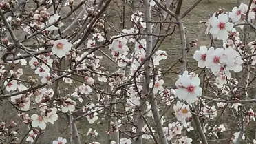 Beypazarı'nda Badem Ağaçları Çiçek Açtı