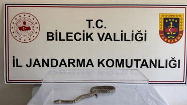 Bilecik'te jandarma operasyonunda nesli tükenme tehlikesindeki piton ele geçirildi