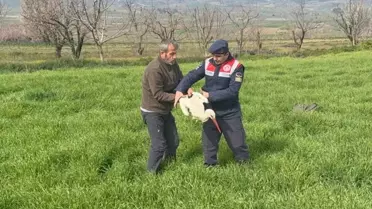 Yaralı Leylek Tedavi Altında