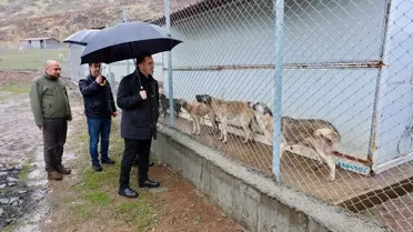 Bitlis'te 1752 Sahipsiz Köpek Kurtarıldı