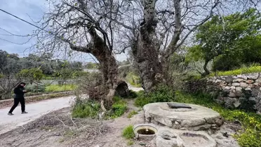 Bodrum'da Dev Çınar Ağaç Koruma Altına Alınıyor