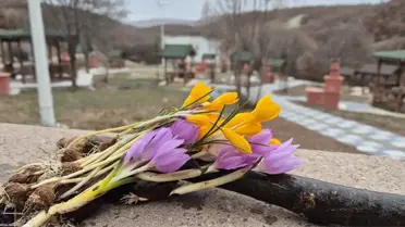 Çiğdemler Hattuşa'da Baharı Karşılıyor
