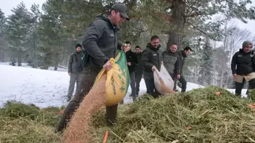 Bolu'da Yaban Hayvanları için Yemleme