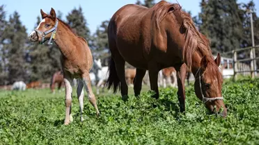 Şampiyon Adayı Taylar Karacabey'de Dünyaya Geliyor