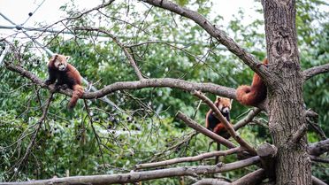 Bursa Hayvanat Bahçesi'nde Kırmızı Panda Yavruları