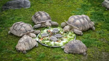 Kışın Hayvanat Bahçesi Bakımı