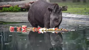 Bursa Hayvanat Bahçesi'nde Tapirler İçin Özel Bakım
