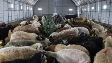 Devlet Desteğiyle Hayvancılığını Büyüttü