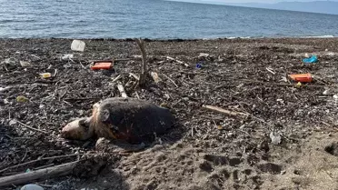 Assos'ta Ölü Caretta Caretta Bulundu